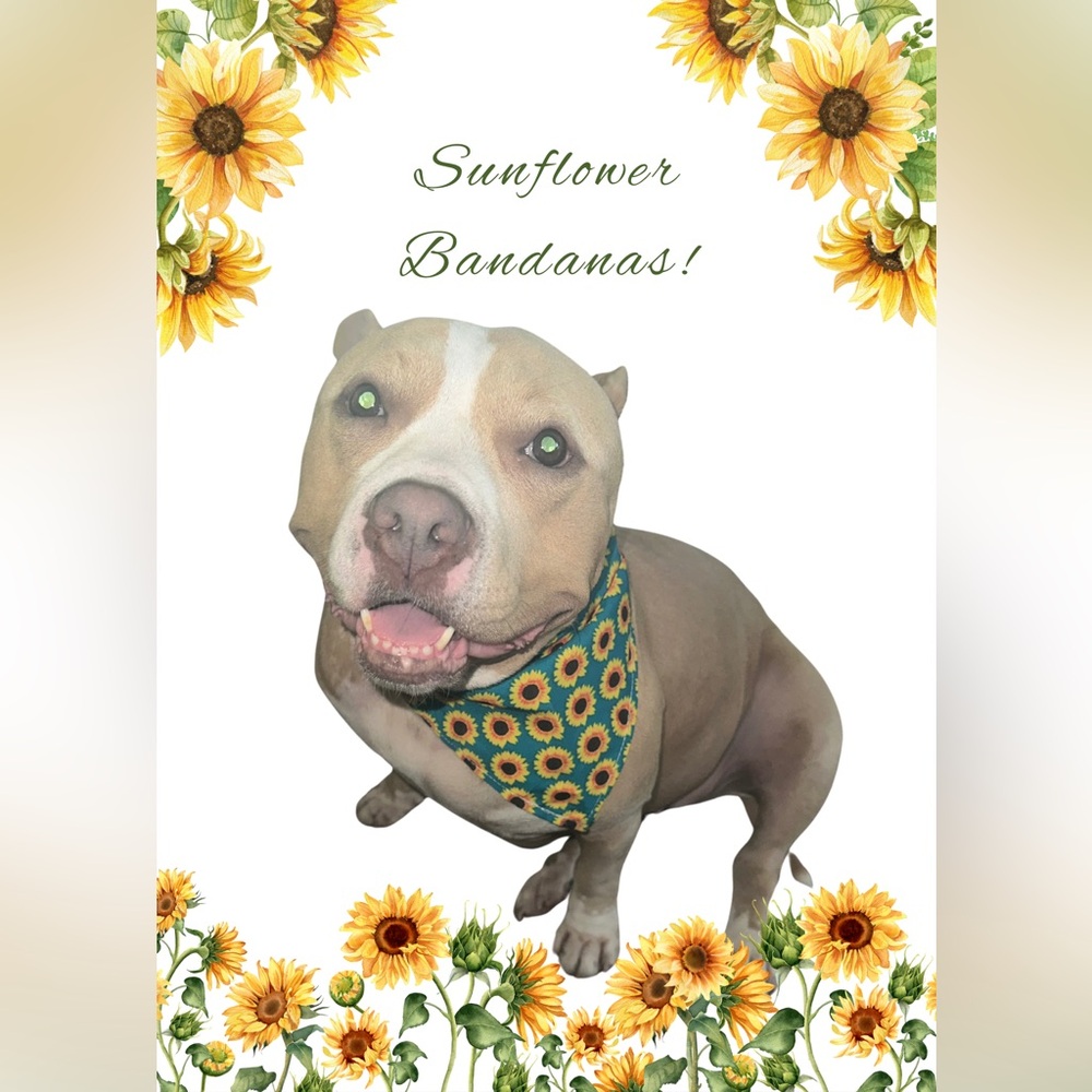 Floral sunflower green Pet Cat Dog Bandana for girl unisex One Size fits most!
